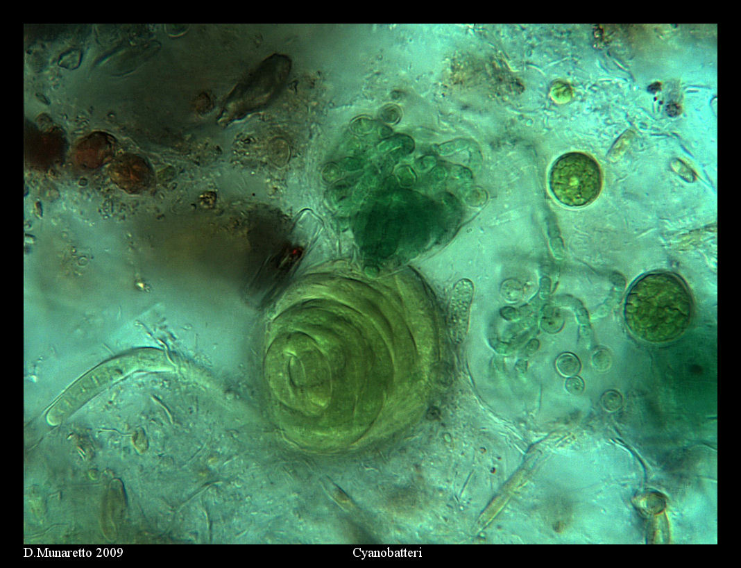 Cyanobatteri